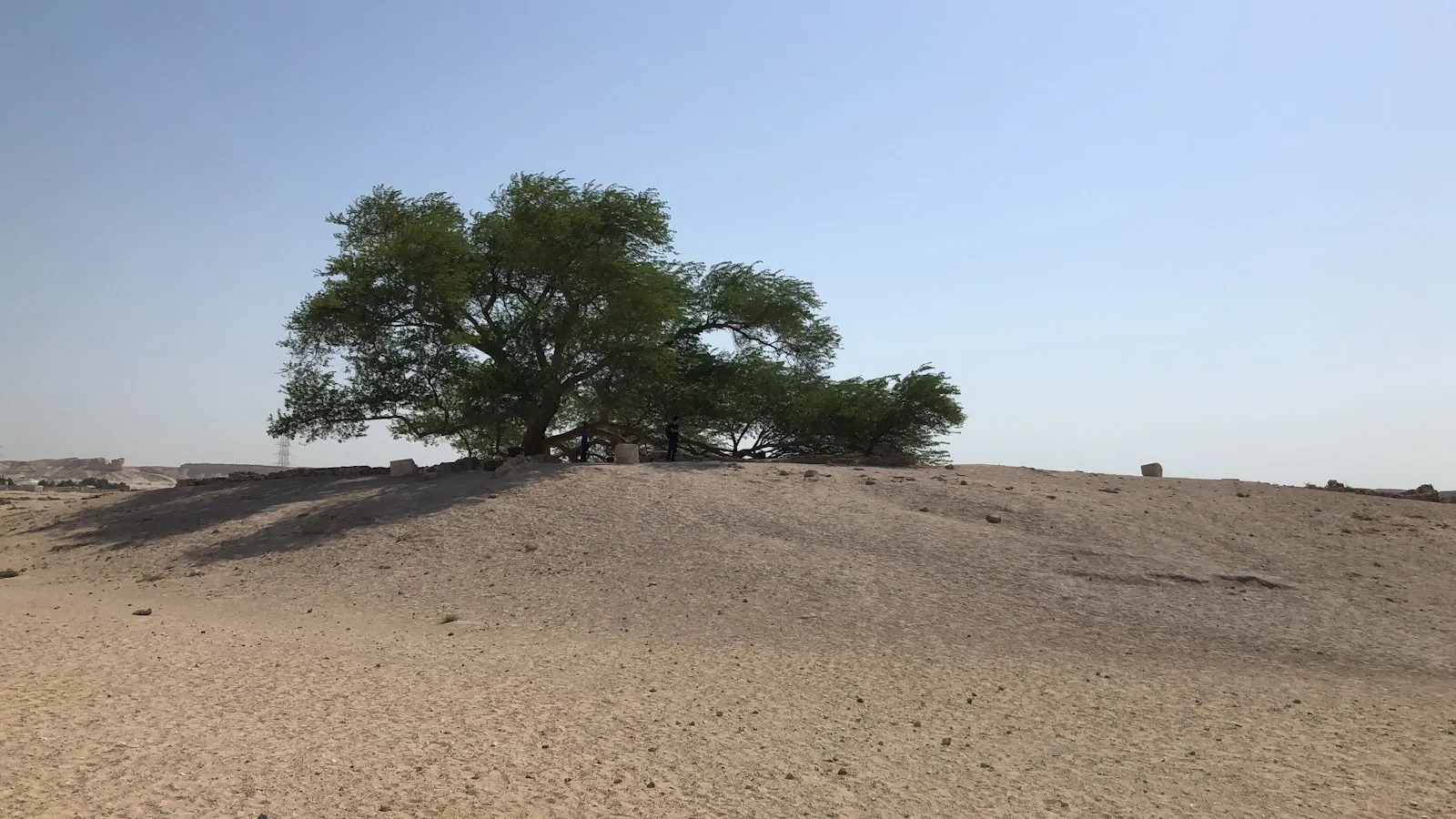 A tree in a dirt field