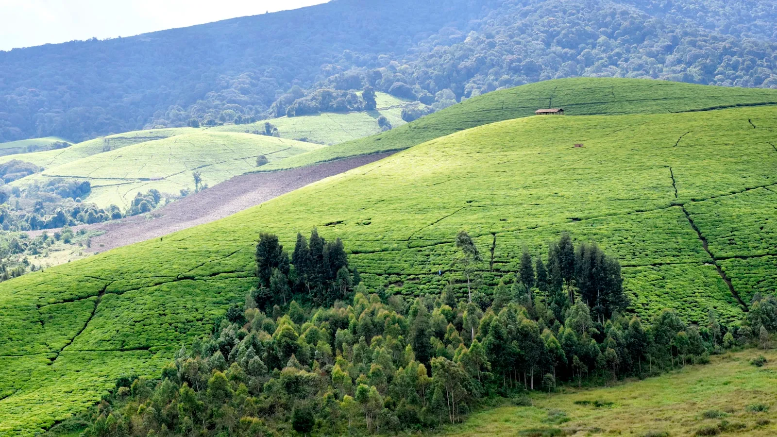 A lush green hillside covered in lots of trees