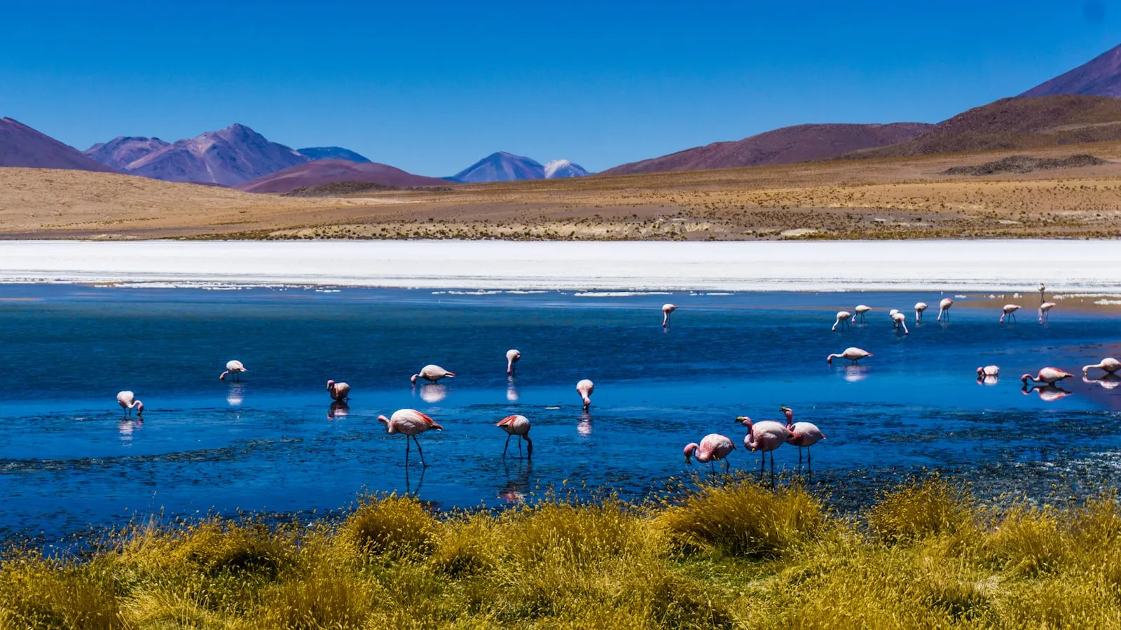 Flock of birds on body of water during daytime
