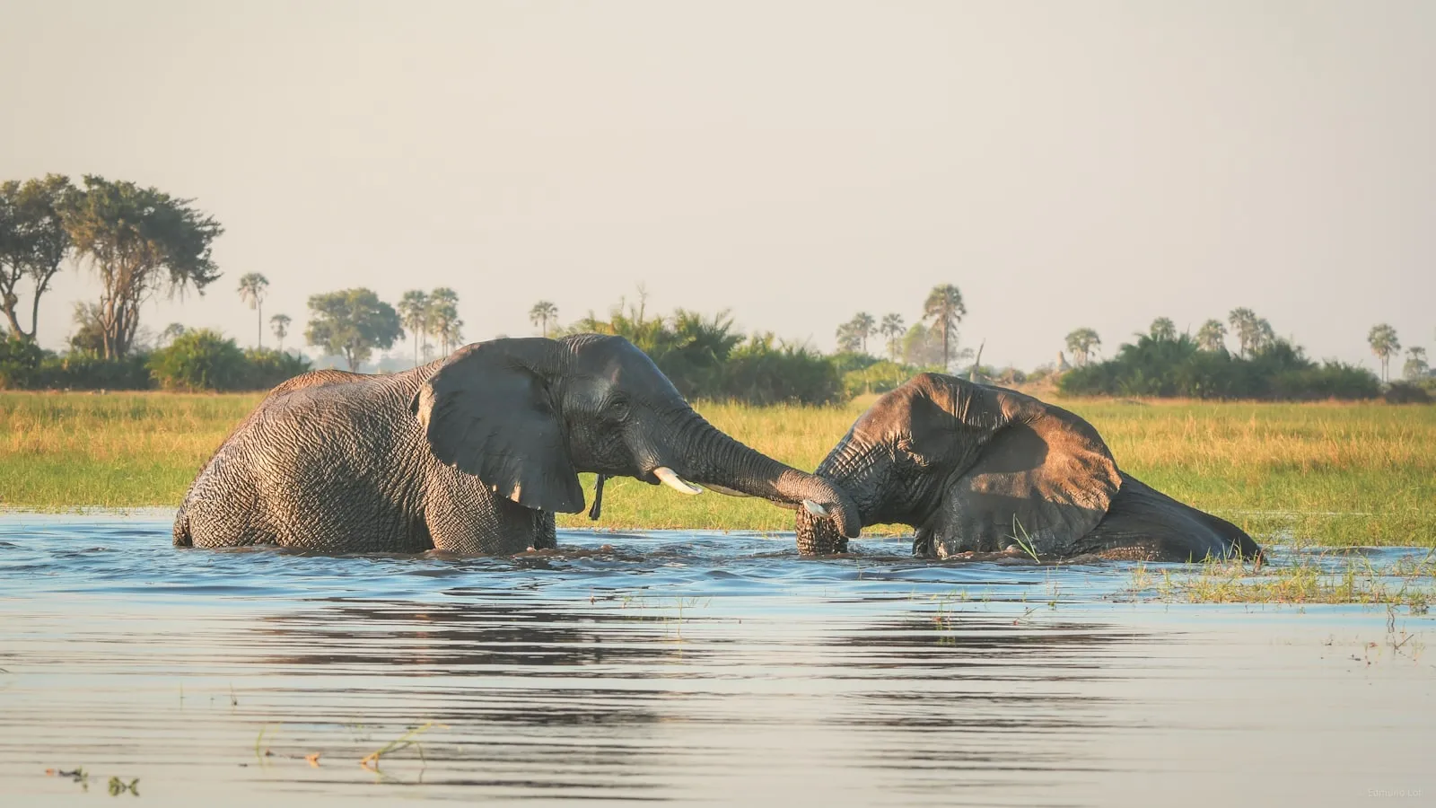 Two elephants bathing in a river