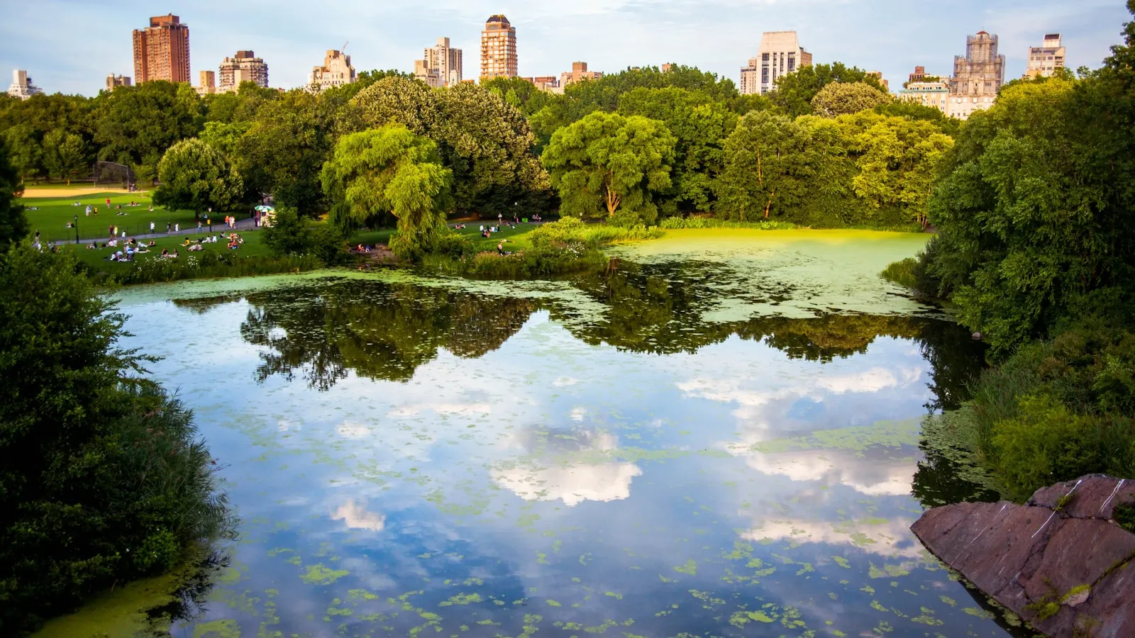Green trees near body of water