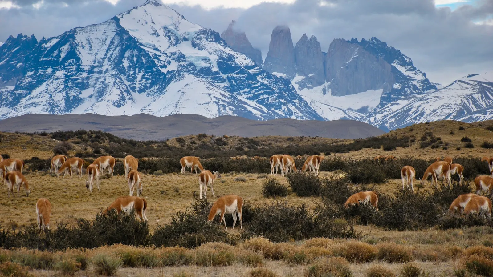 Herd of horses on bushes and grasses across mountain