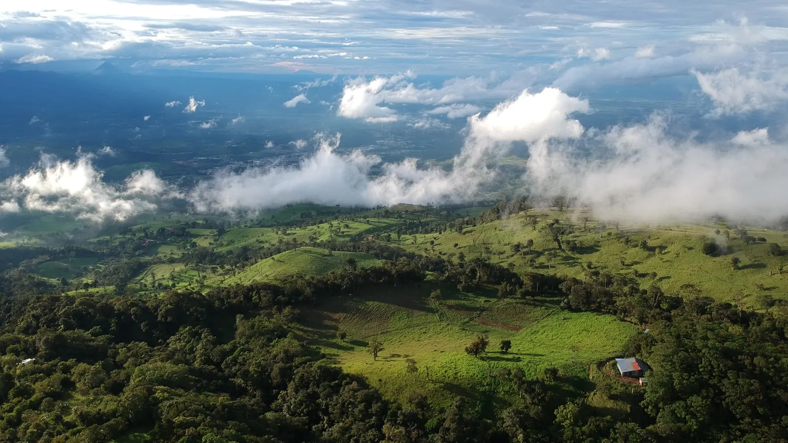 Aerial photo of forest during daytime