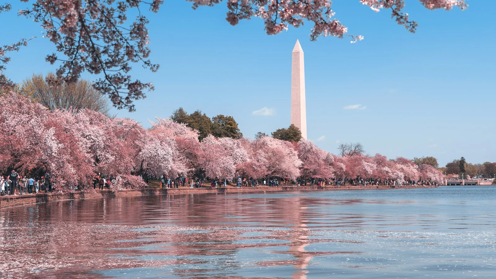 Body of water near trees during daytime