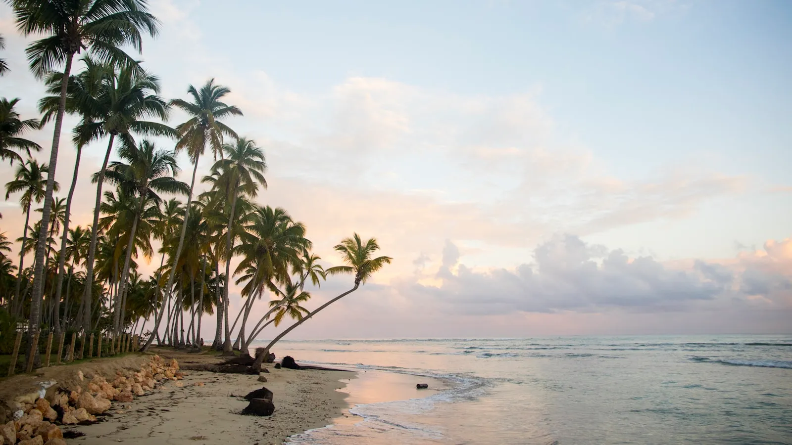 Green palm tree near sea during daytime