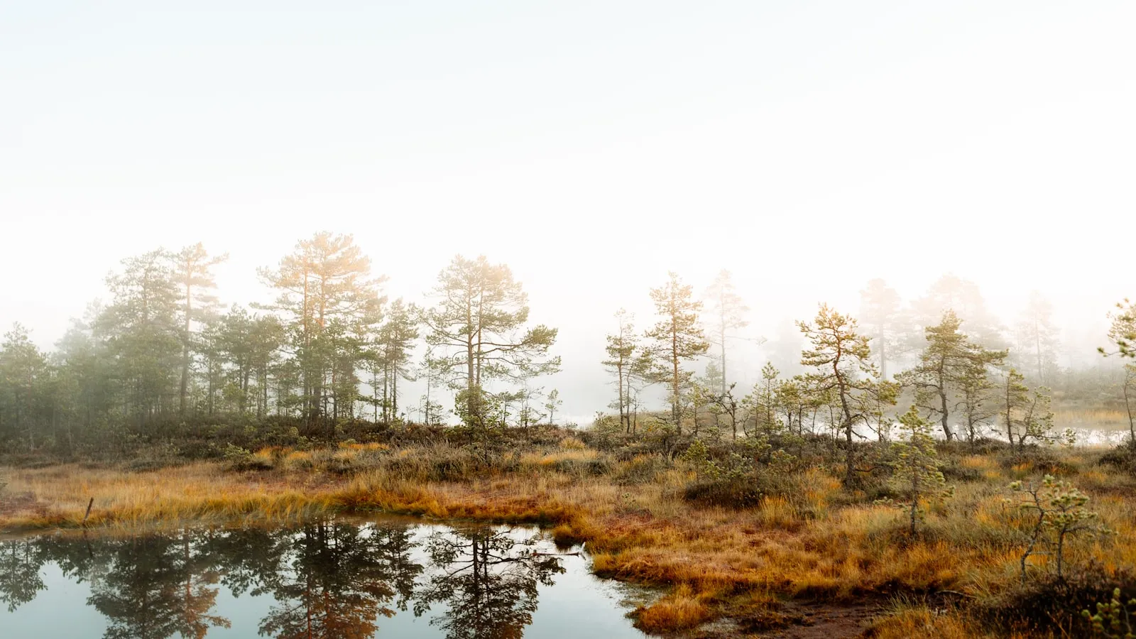 A body of water with trees around it