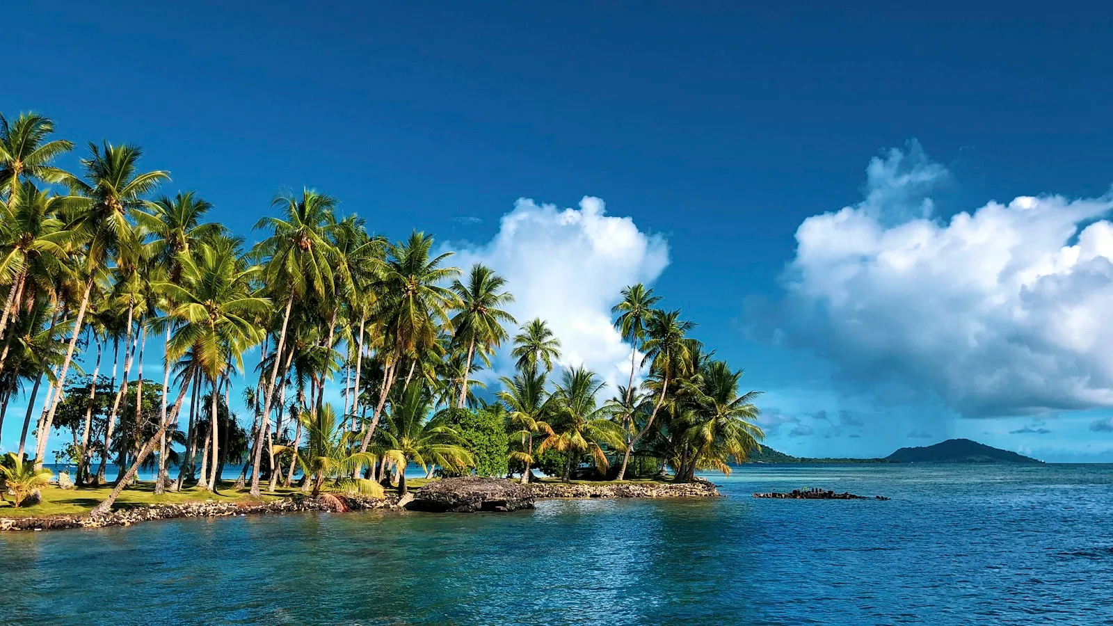 Coconut trees on shore at daytime
