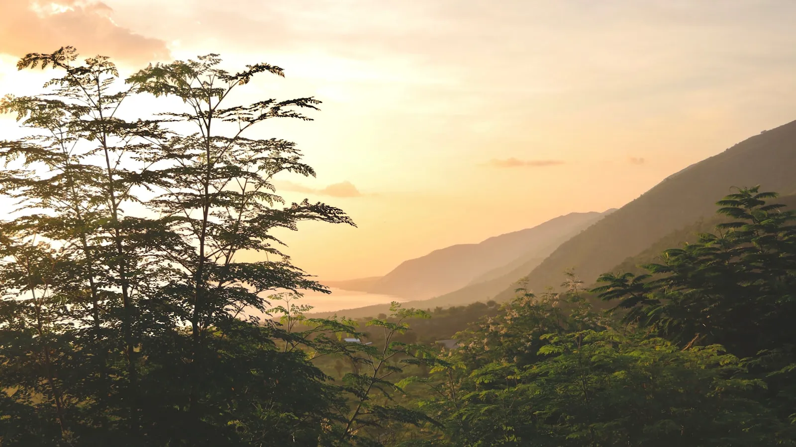 Landscape photography of trees