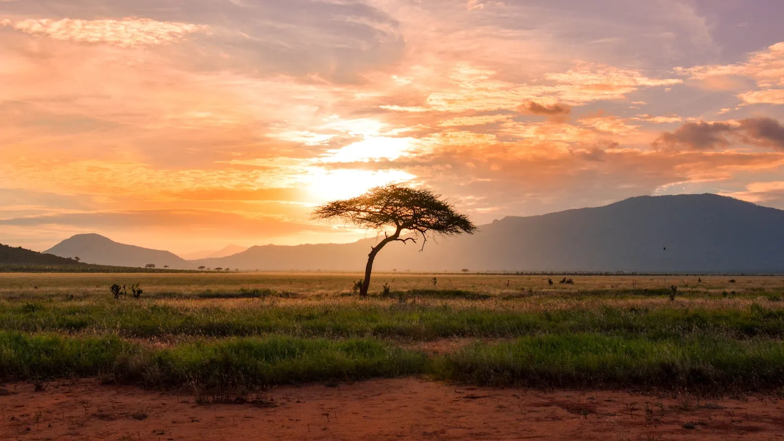Tree between green land during golden hour