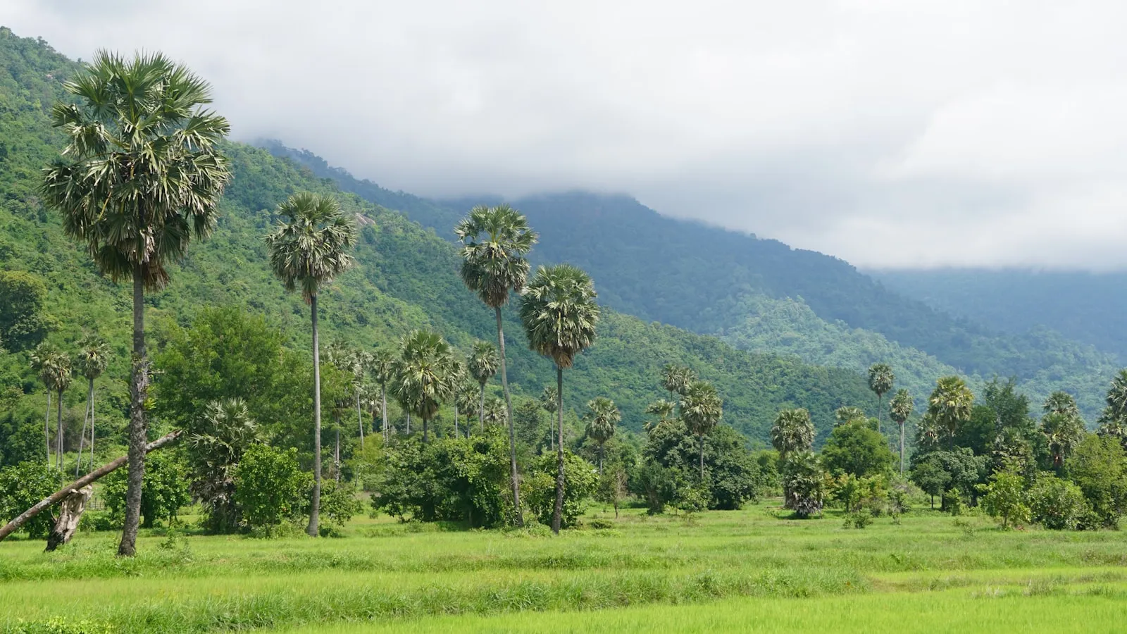 A lush green field with palm trees and mountains in the background