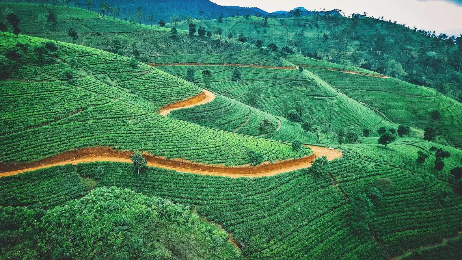 Aerial photography of green fields during daytime