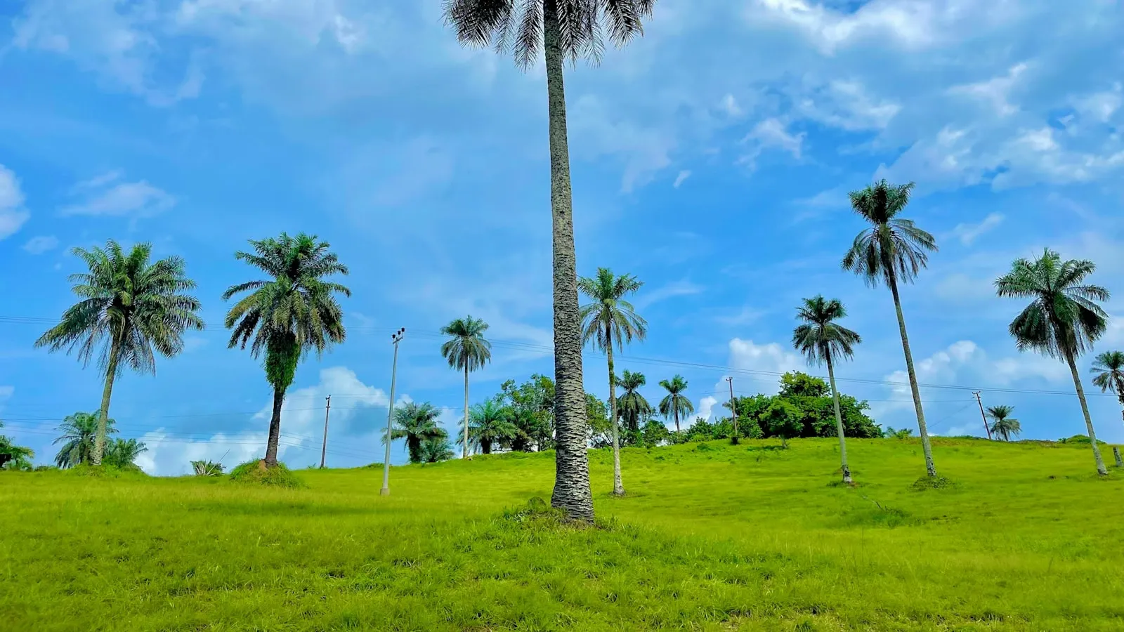 A palm tree in a grassy field under a blue sky