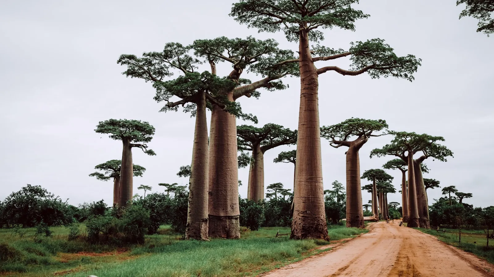 Trees near pathway during daytime