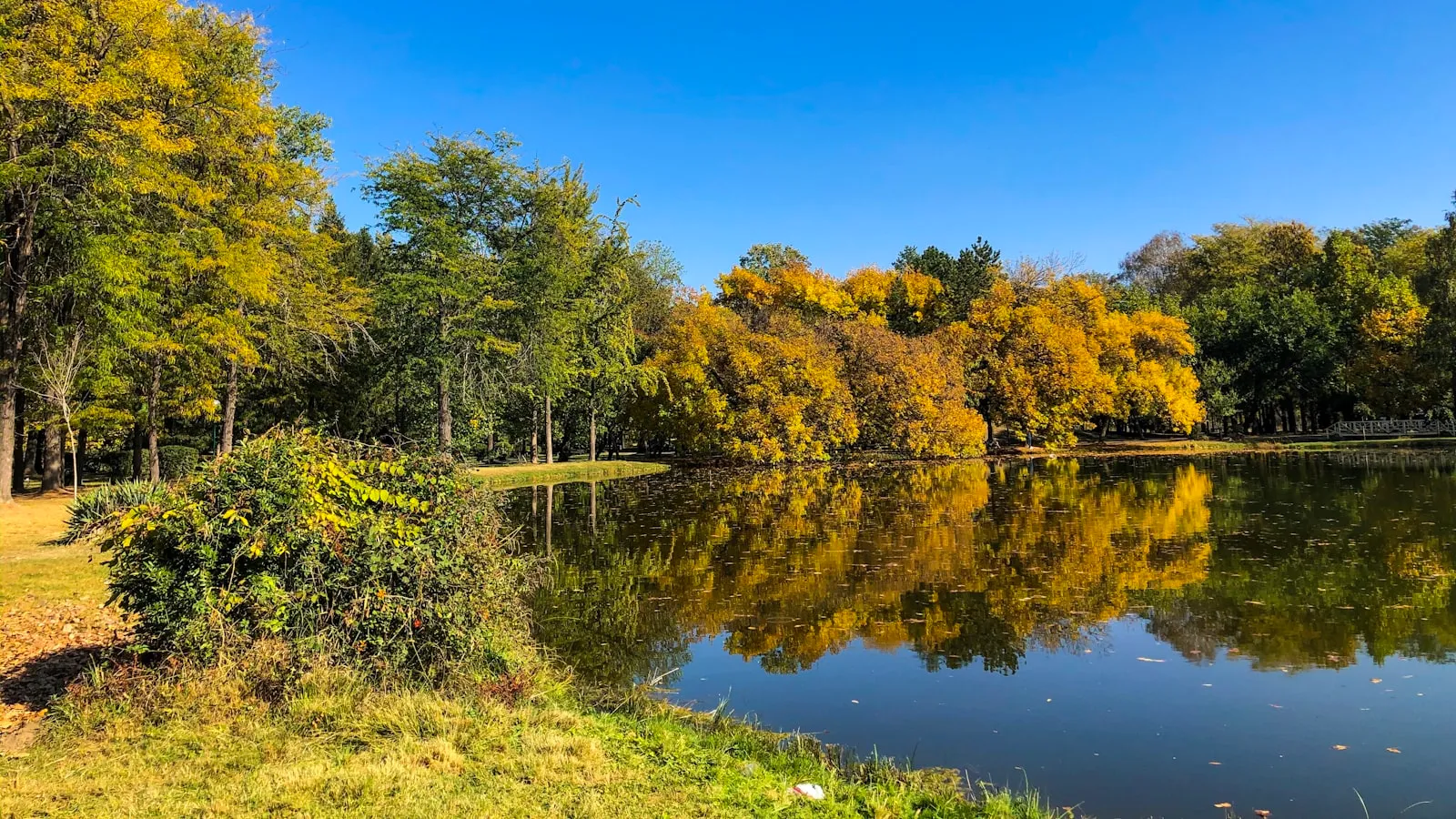 Green leafed trees and body of water