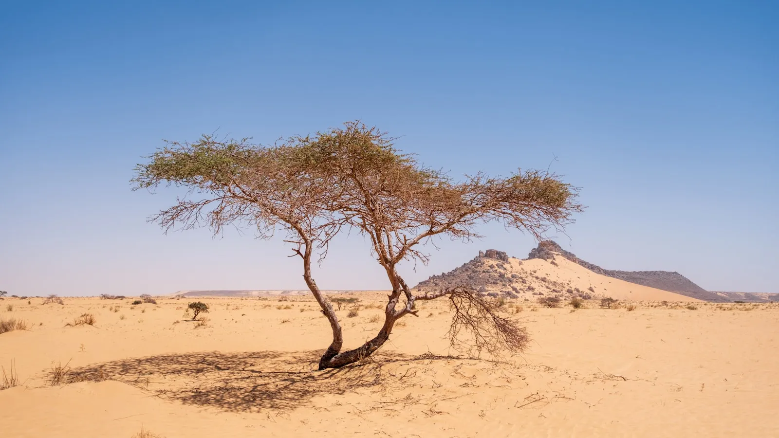 A lone tree in a sandy desert with distant hills.