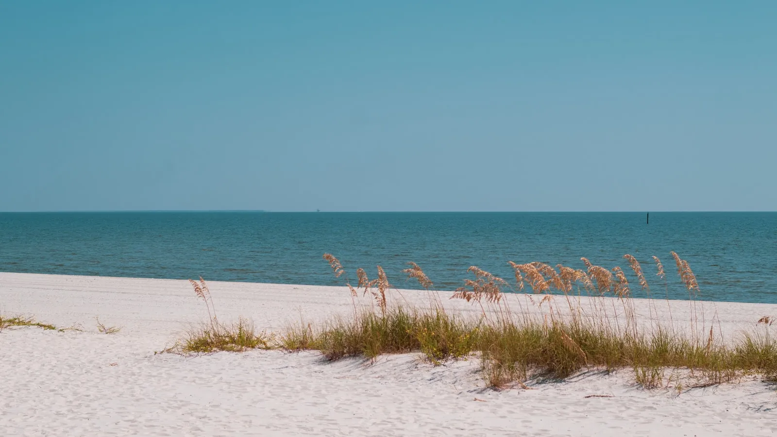 A beach with sand and plants