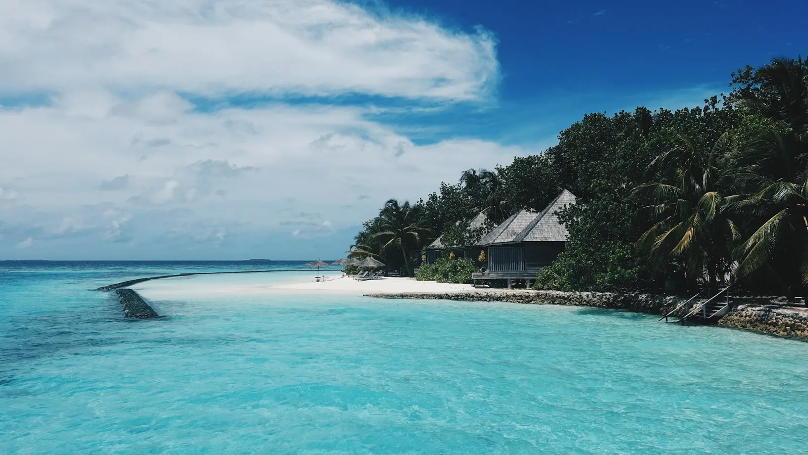 Green palm trees near body of water