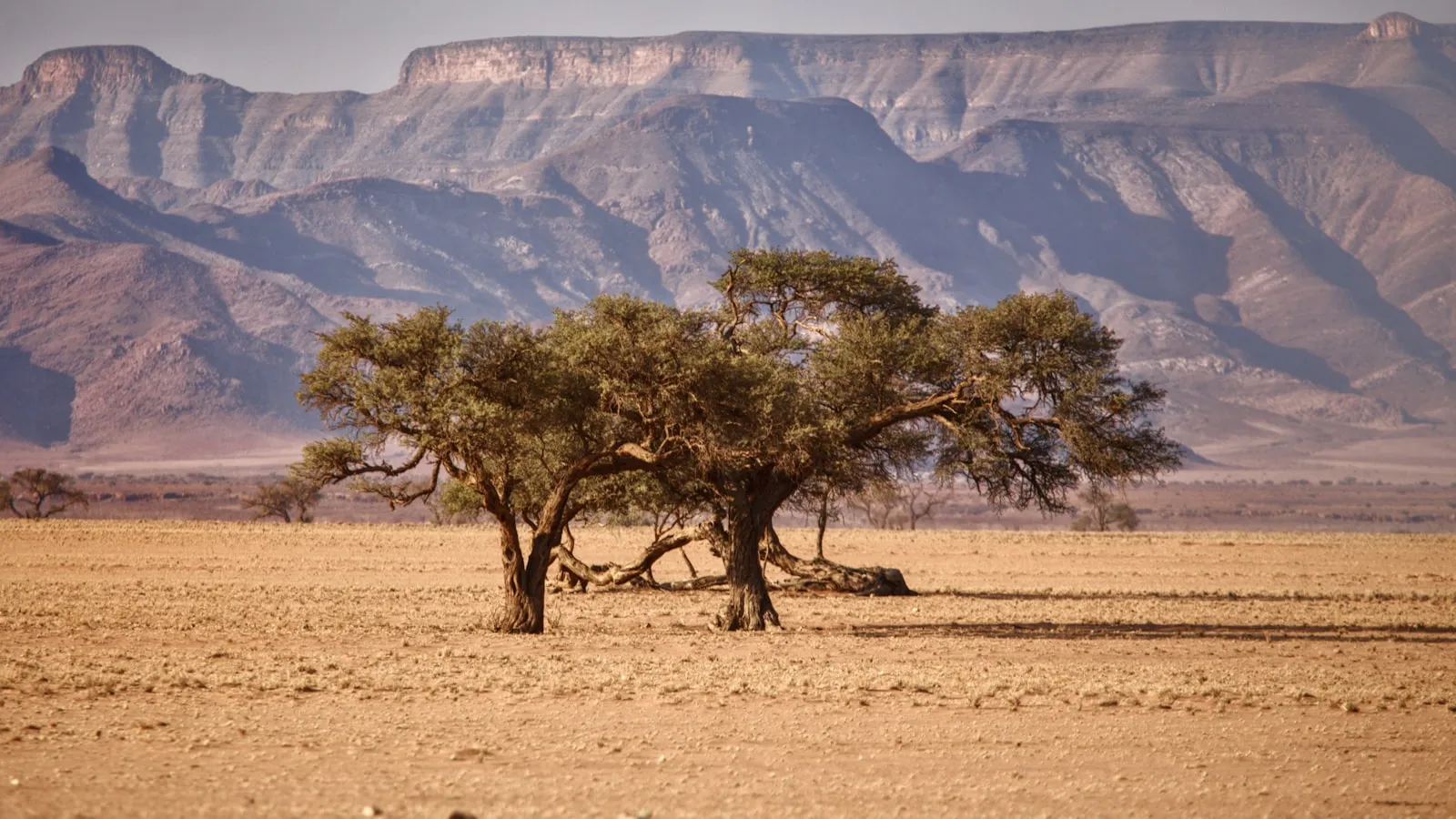 A tree in the middle of a desert with mountains in the background