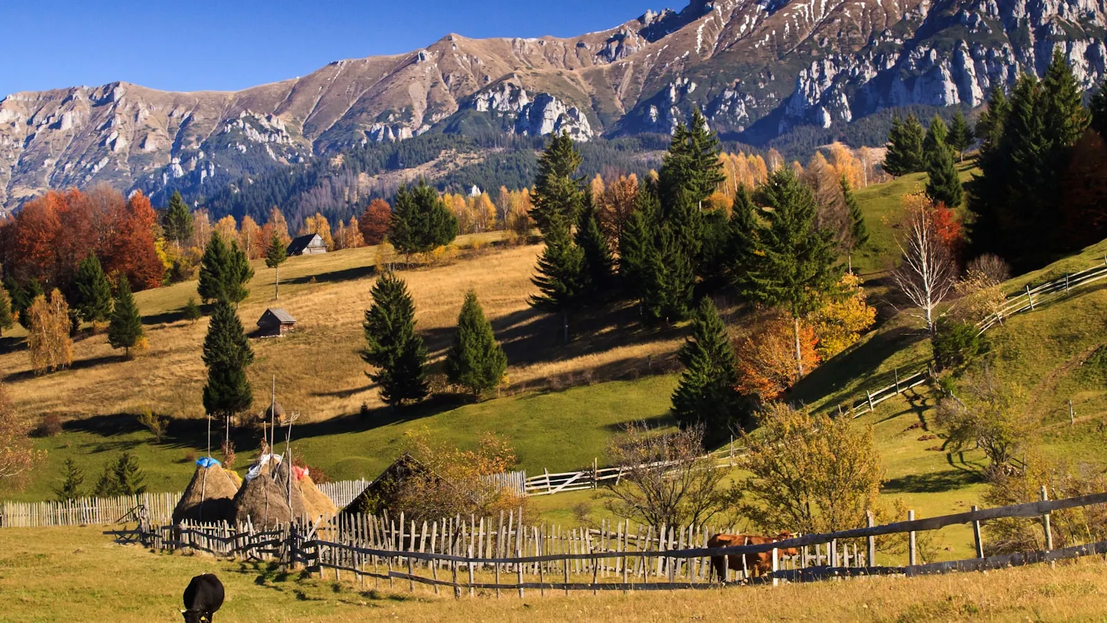 Green pine trees near mountain under blue sky during daytime