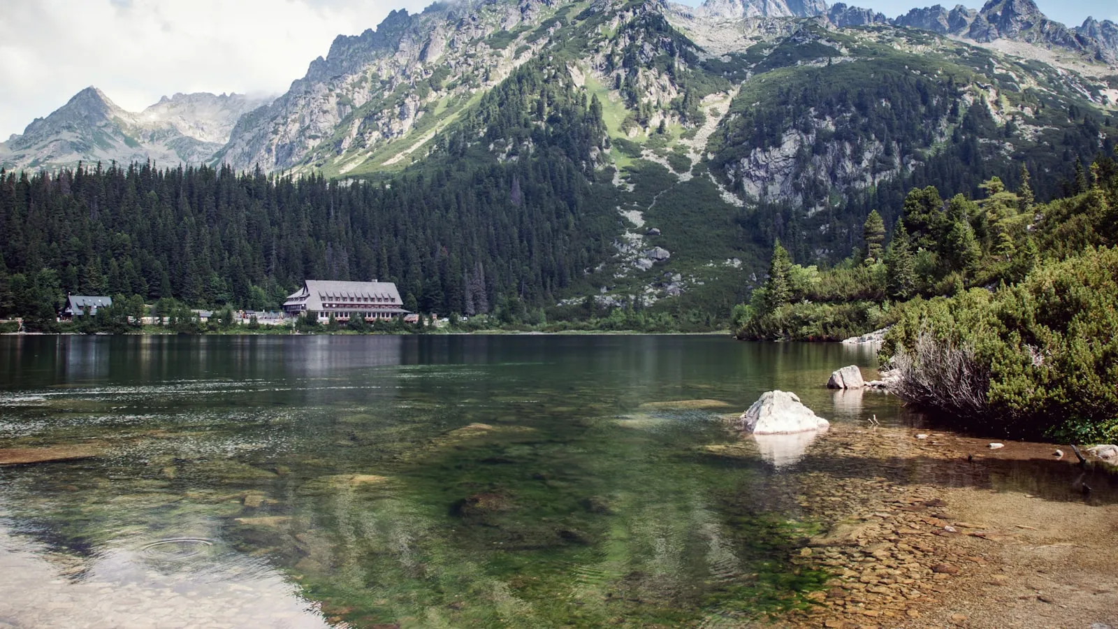 Green trees covered mountains