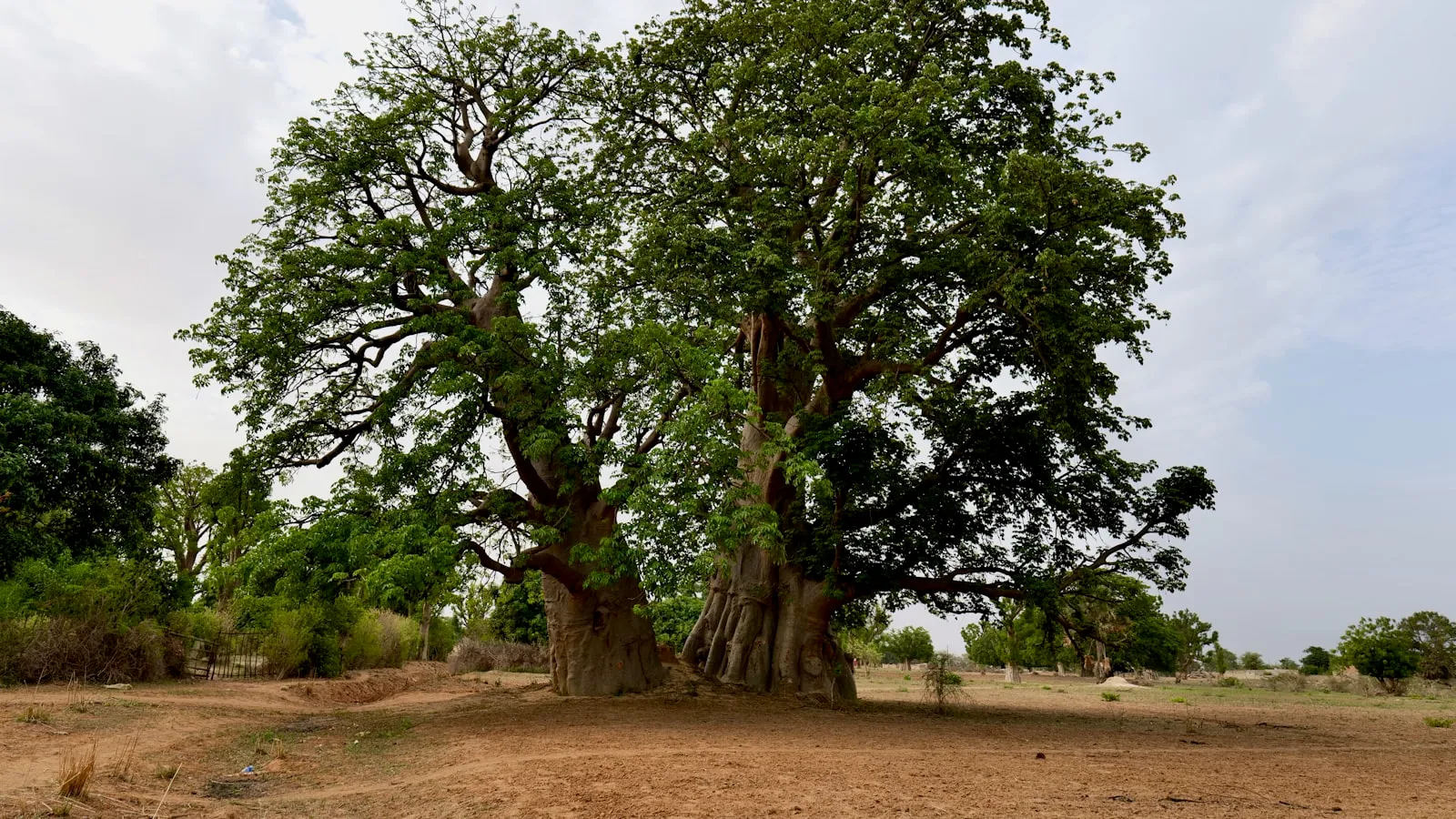 A large tree sitting in the middle of a dirt field