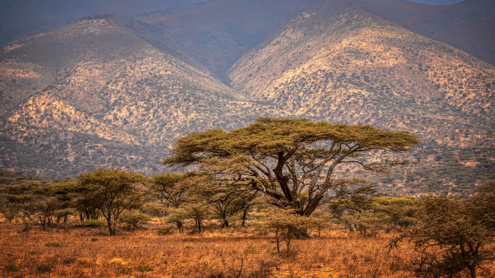 Green trees on brown grass field near mountain during daytime