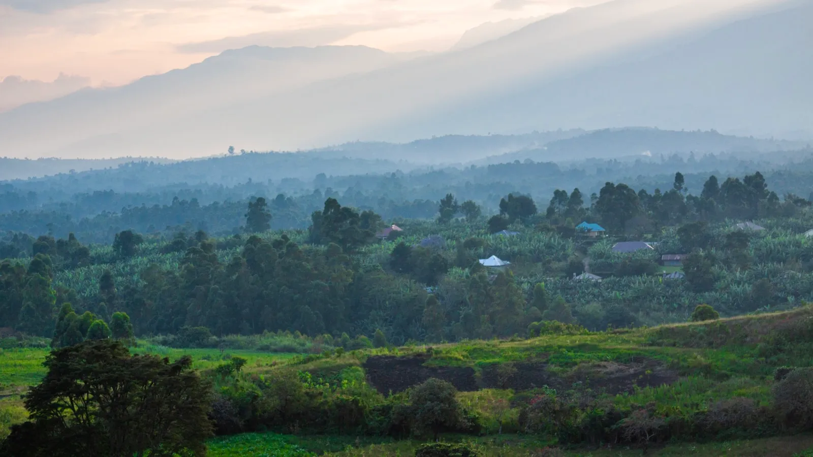 Green trees on mountain during daytime