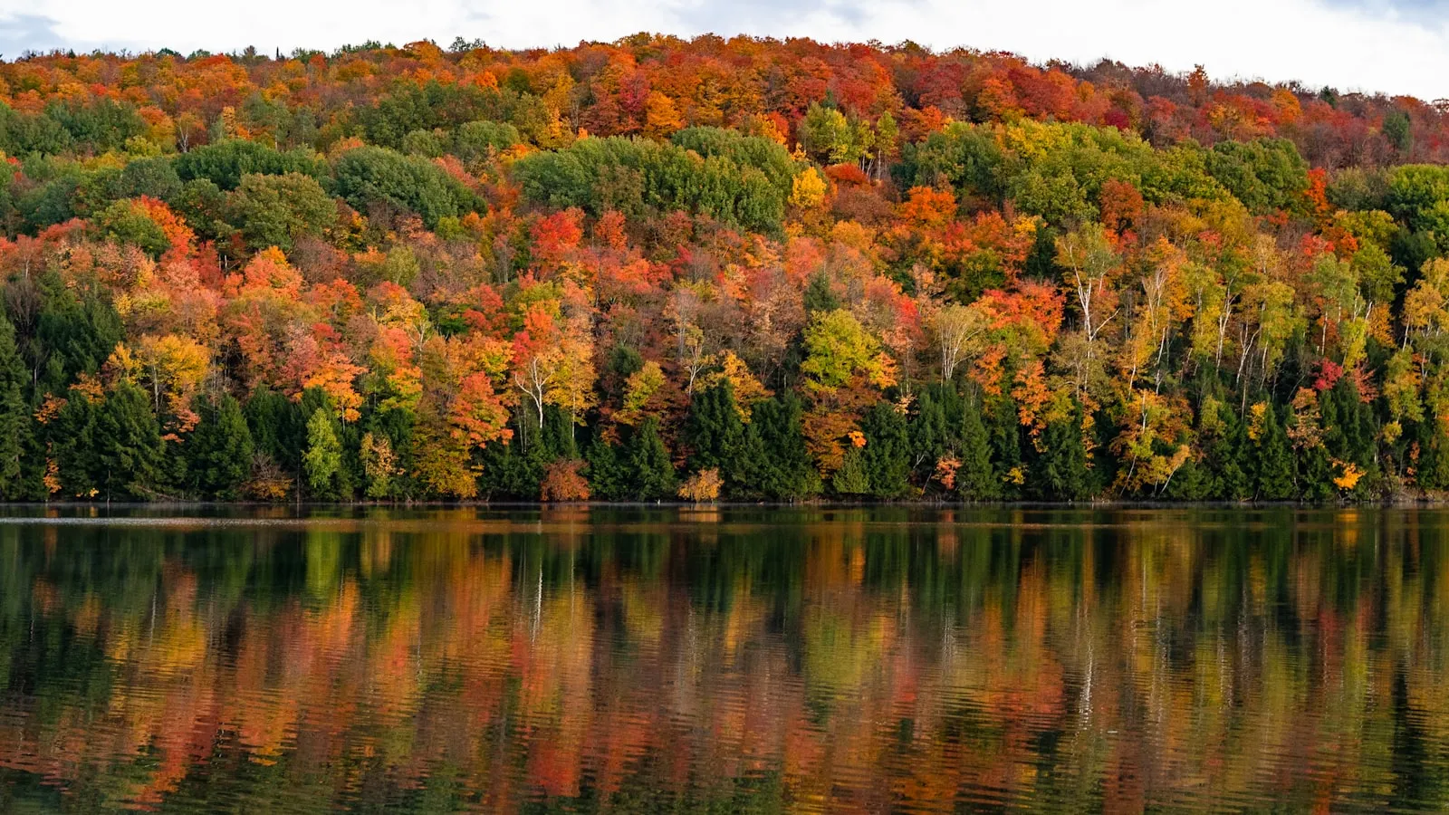 Green and brown trees beside body of water during daytime