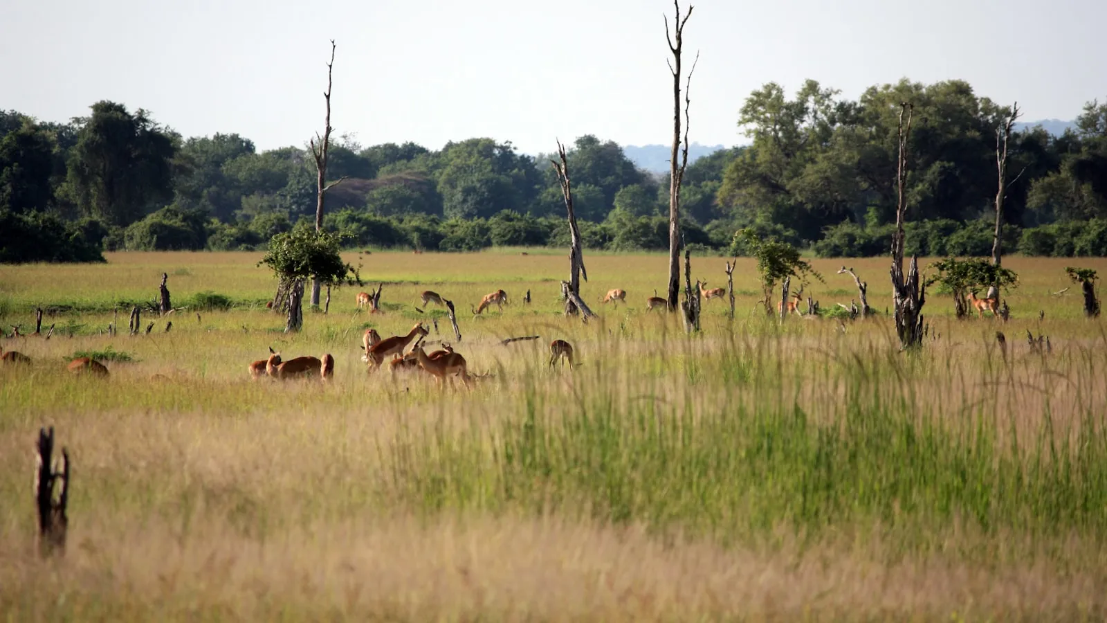 Brown animals on pasture during daytime